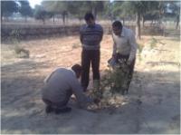  District Collector inspecting a Ber Plants in sawai singh's wadi in ranigoan